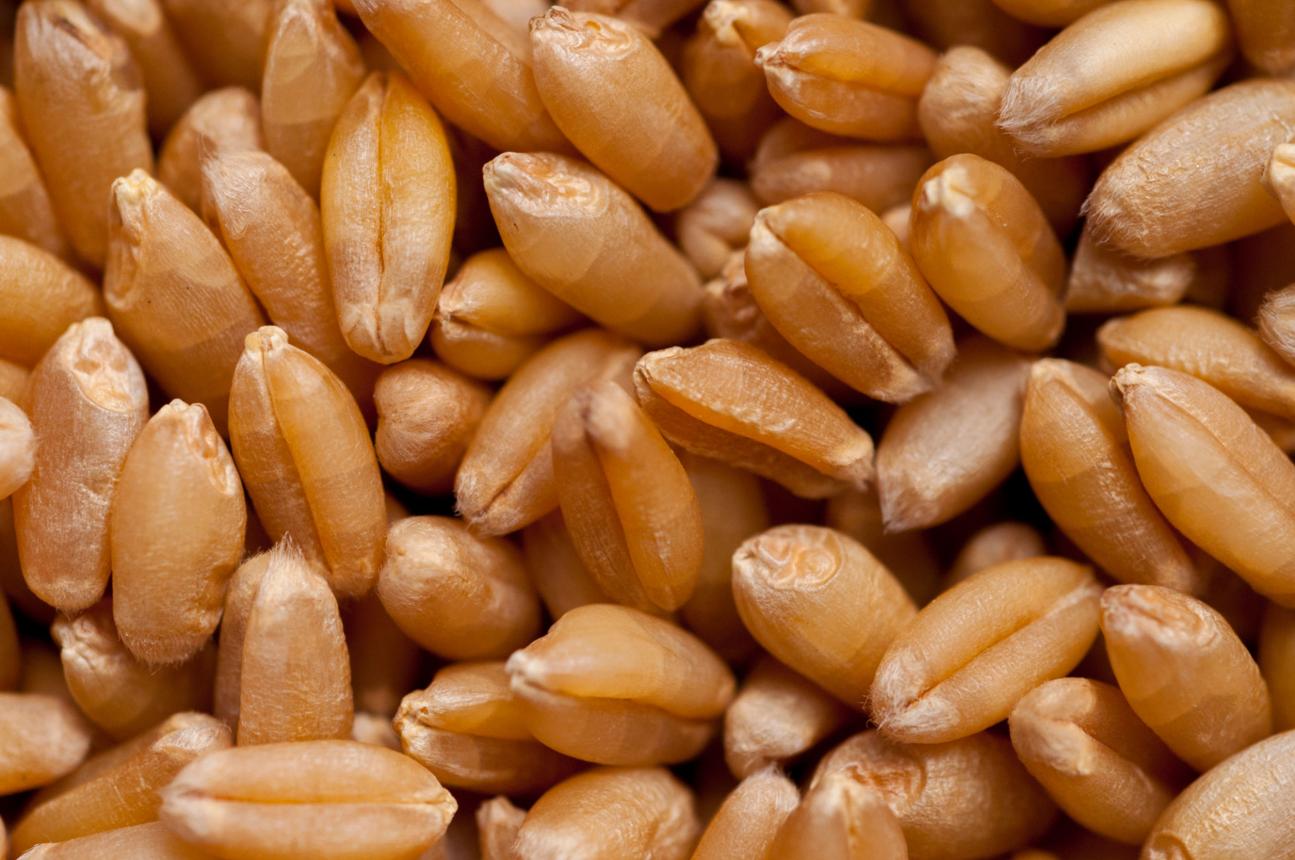 Wheat